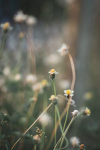 Close-up of flowering plant on field