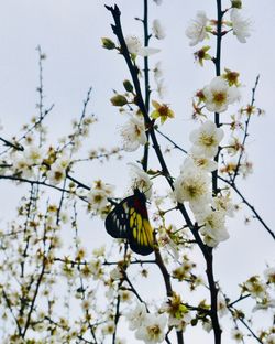 Close-up of bee pollinating on white flower