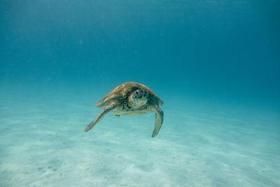 View of turtle swimming in sea