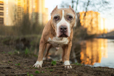 Portrait of dog standing by lake