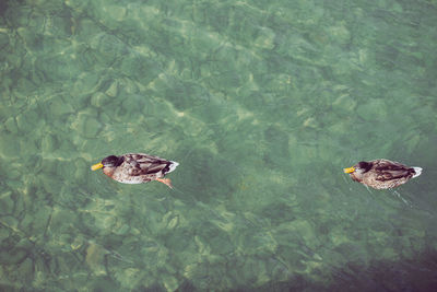 High angle view of fish in swimming pool