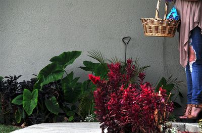 Close-up of potted plant