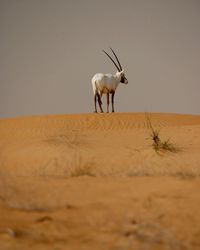 Oryx in desert