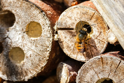 Close-up of bee on wood