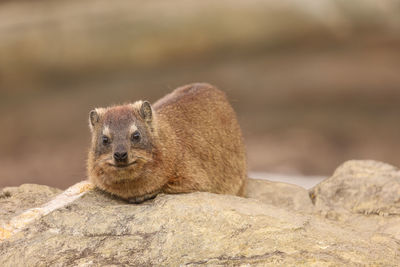 Staring rock hyrax