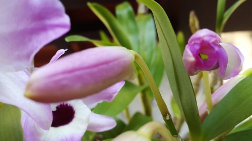 Close-up of purple flowers blooming outdoors