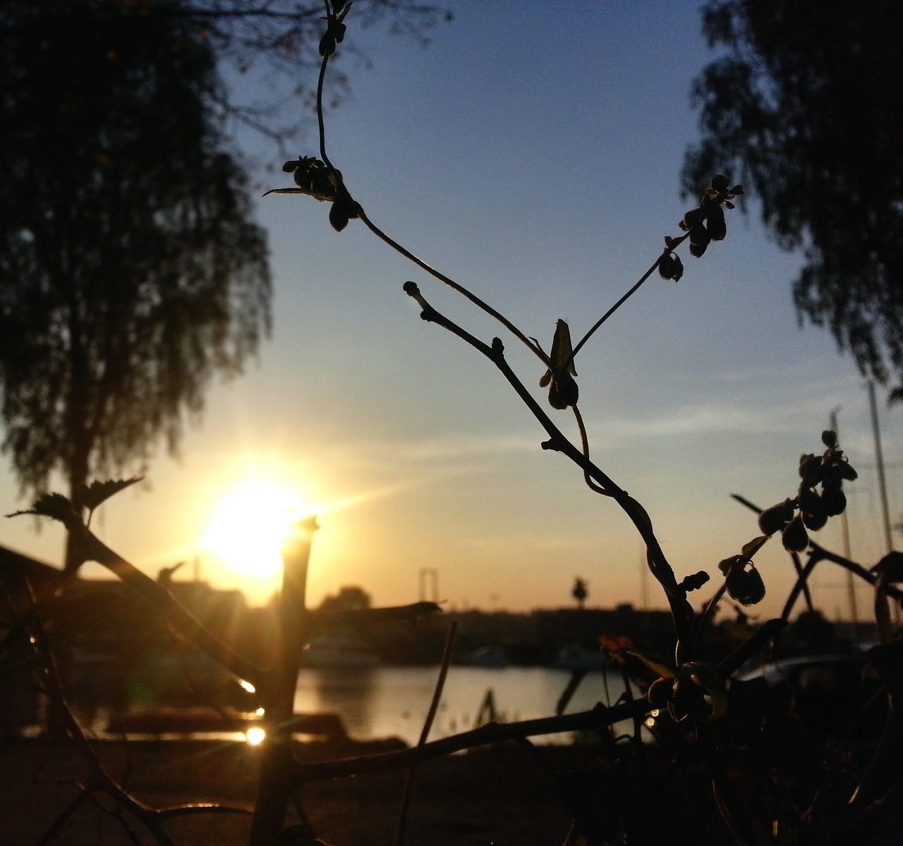 sun, sunset, silhouette, tree, sunlight, sky, branch, water, sunbeam, nature, tranquility, lens flare, beauty in nature, scenics, tranquil scene, growth, plant, lake, outdoors, no people