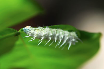 Close-up of caterpillar on leaf