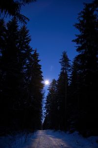 Street amidst trees in forest against clear sky at night