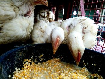 Hen eating food grain from container