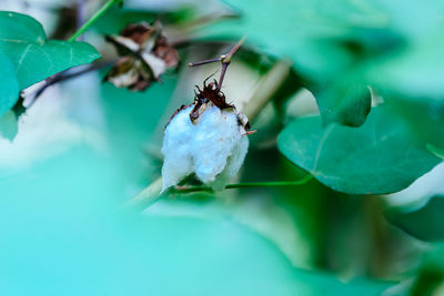 Close-up of insect on leaf