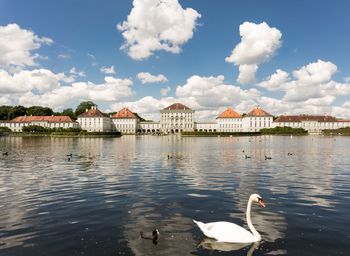 Swans swimming in lake against sky