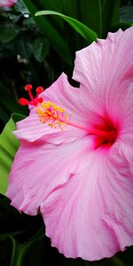 Close-up of pink hibiscus flower