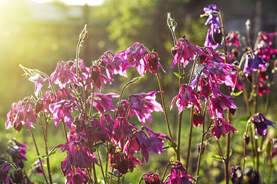 Close-up of pink flowers blooming outdoors