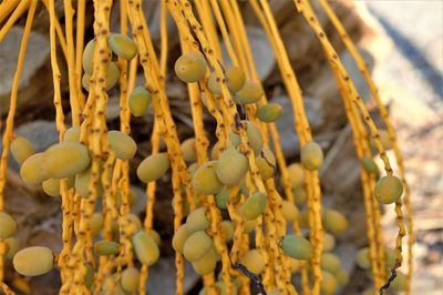 Close-up of fruits growing on tree