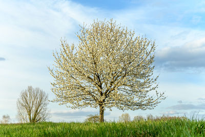 Tree on field against sky