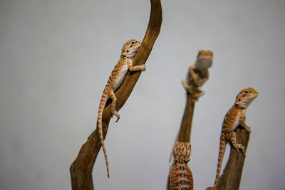 Close-up of giraffe against tree