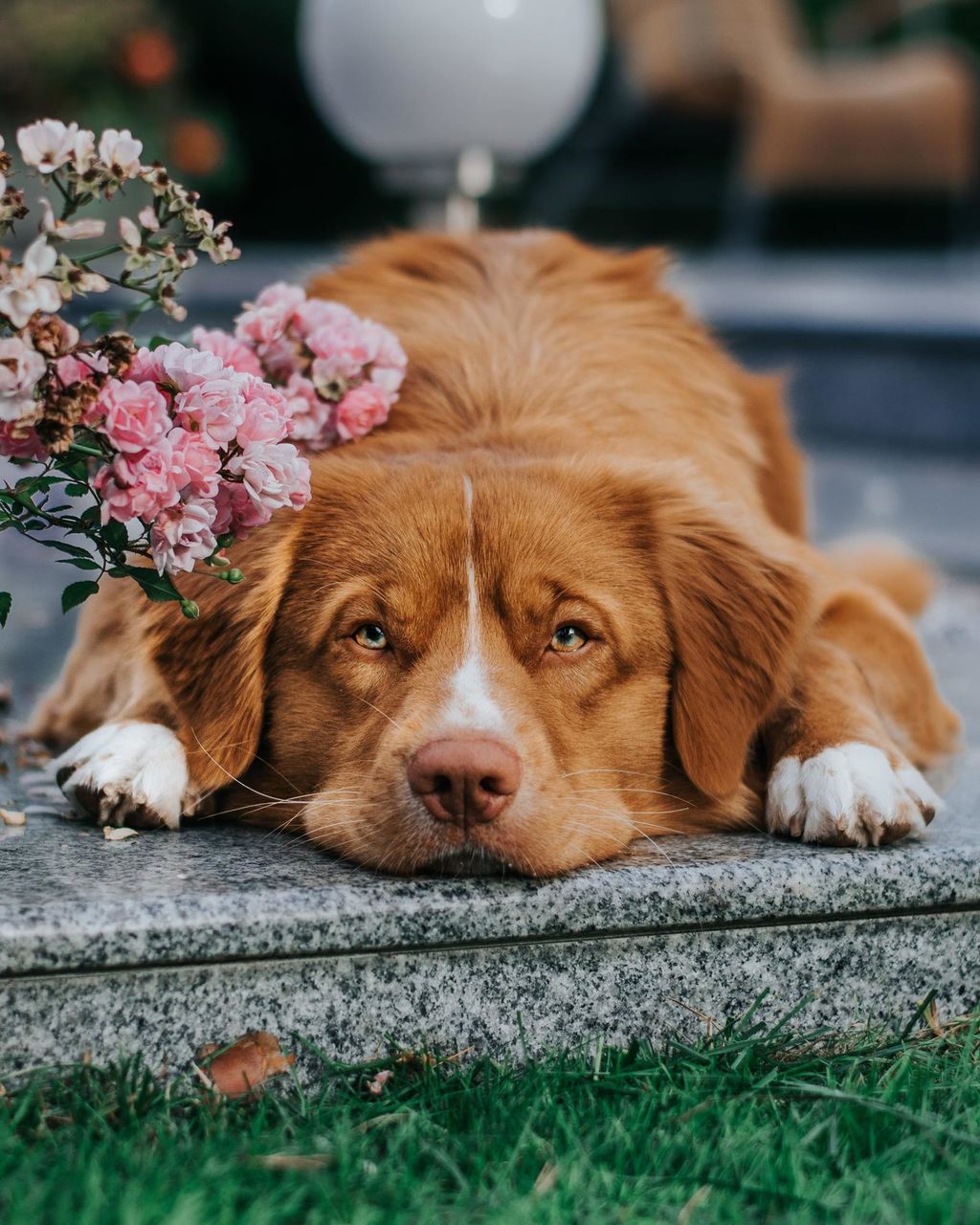 dog, pets, domestic, canine, domestic animals, one animal, mammal, animal themes, vertebrate, animal, portrait, flowering plant, relaxation, flower, brown, plant, no people, looking at camera, day, close-up, animal head