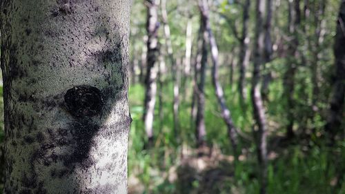 Close-up of tree trunk