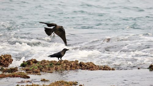 Bird flying over sea