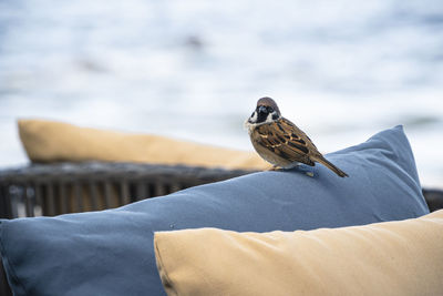 Rear view of bird perching on seat