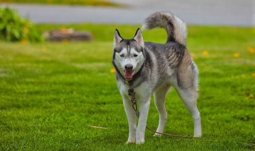 Portrait of dog on field