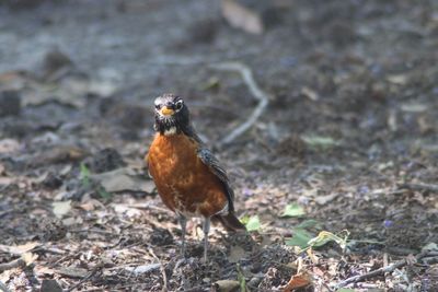 Close-up of bird on field