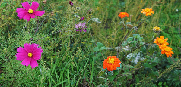 Close-up of fresh purple flowers in field