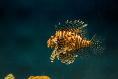 Close-up of fish swimming in sea