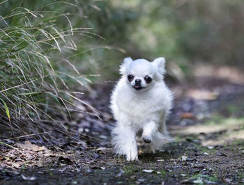 Portrait of white dog on field