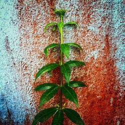 Close-up of ivy growing on wall