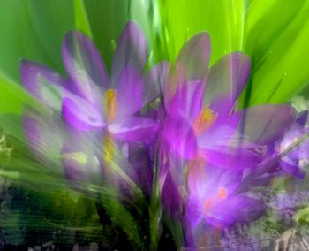 Close-up of purple flowers blooming outdoors