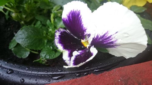 Close-up of wet purple flowering plant