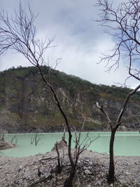 Bare tree by river against sky