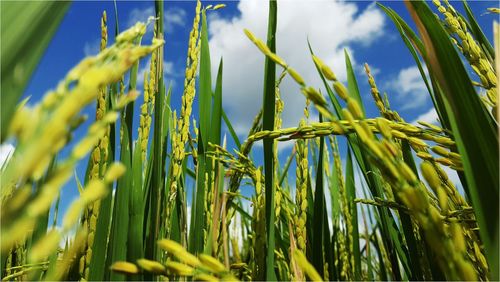 Close-up of plants against sky