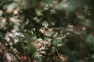 Full frame shot of plants on field