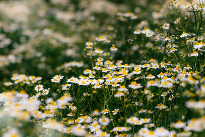 Close-up of yellow flowering plants on field