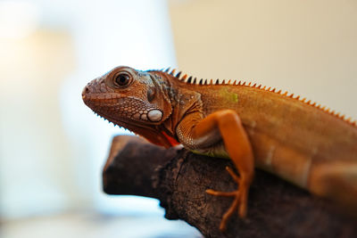 Close-up of a lizard