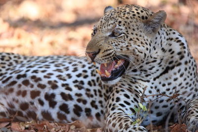 Leopard snarling while resting on field