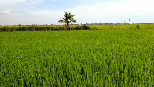 Scenic view of rice field against sky