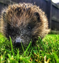 Close-up of dandelion on grass