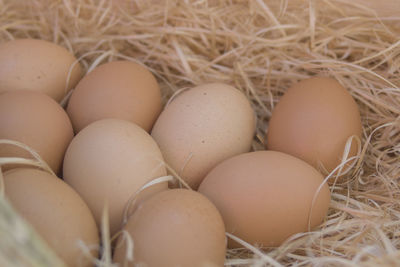 Close-up of eggs in nest