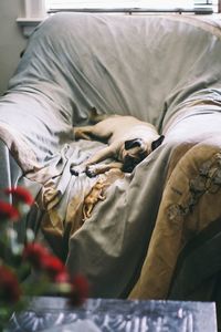 Cat sleeping on bed