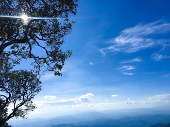 Low angle view of sunlight streaming through tree against sky