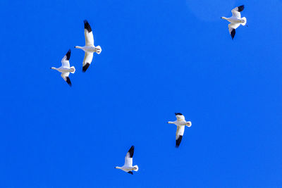 Low angle view of seagulls flying