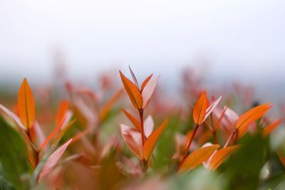 Close-up of orange flowering plant