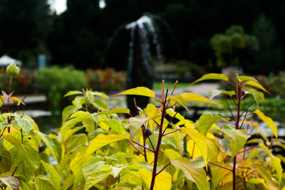 Close-up of fresh green plants