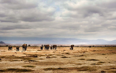 Rear view of elephants on land against cloudy sky