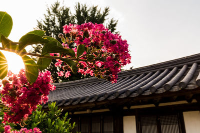 Low angle view of pink flowers blooming outdoors