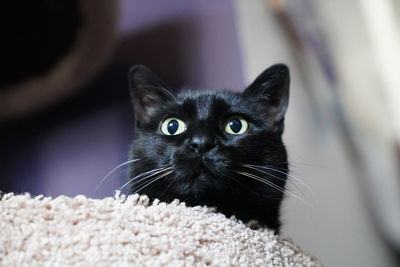 Portrait of black cat